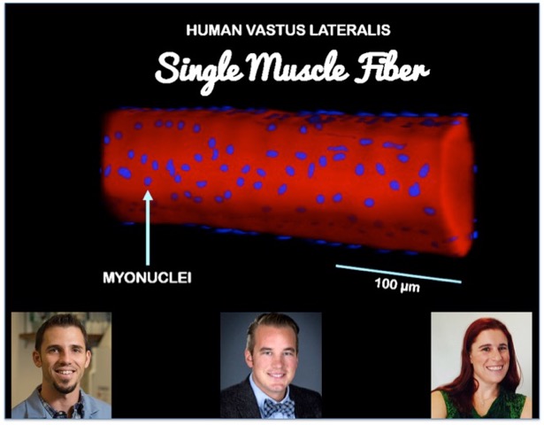 muscle-fiber-scientists